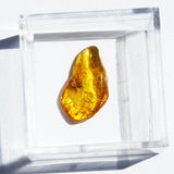 Baltic Amber insect inclusion 43