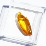 Baltic Amber insect inclusion 44