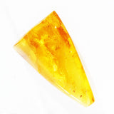 Baltic Amber insect inclusion 46