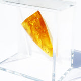 Baltic Amber insect inclusion 46