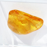 Baltic Amber insect inclusion 51