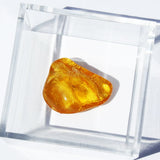 Baltic Amber insect inclusion 51