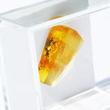 Baltic Amber insect inclusion 52