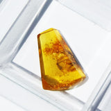 Baltic Amber insect inclusion 52