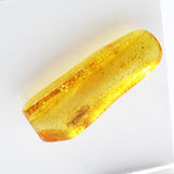 Baltic Amber insect inclusion 53