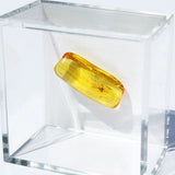 Baltic Amber insect inclusion 54