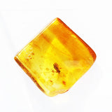 Baltic Amber insect inclusion 55
