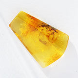 Baltic Amber insect inclusion 52