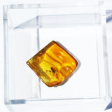 Baltic Amber insect inclusion 55