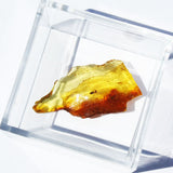 Baltic Amber insect inclusion 56