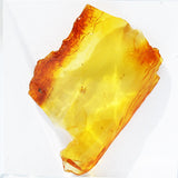 Baltic Amber insect inclusion 57