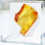 Baltic Amber insect inclusion 57