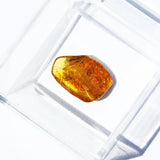 Baltic Amber insect inclusion 59