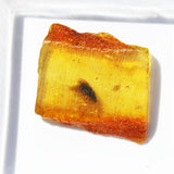 Baltic Amber insect inclusion 61