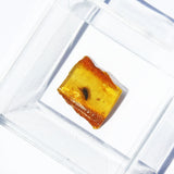 Baltic Amber insect inclusion 61