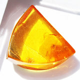 Baltic Amber insect inclusion 62