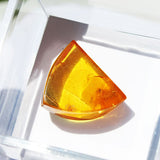 Baltic Amber insect inclusion 62