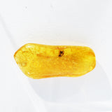 Baltic Amber insect inclusion 64
