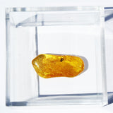 Baltic Amber insect inclusion 64