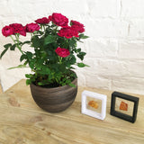 Polished Natural Amber (black box)