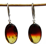 Beautiful Baltic Amber Earrings - RAINBOW