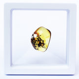 Polished Natural Amber (white box)