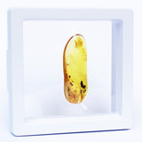 Polished Natural Amber (white box)