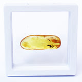 Polished Natural Amber (white box)