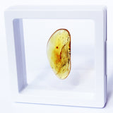 Polished Natural Amber (white box)