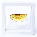 Polished Natural Amber (white box)