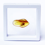 Polished Natural Amber (white box)