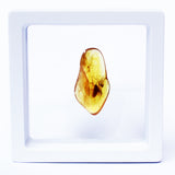 Polished Natural Amber (white box)