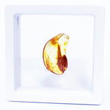 Polished Natural Amber (white box)