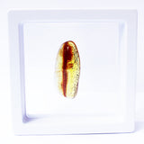 Polished Natural Amber (white box)