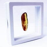 Polished Natural Amber (white box)