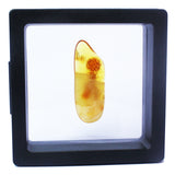 Polished Natural Amber (black box)