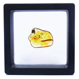 Polished Natural Amber (black box)