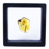 Polished Natural Amber (black box)
