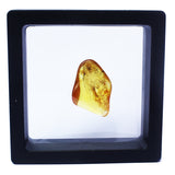 Polished Natural Amber (black box)