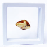Polished Natural Amber (white box)