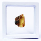 Polished Natural Amber (white box)