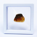 Polished Natural Amber (white box)