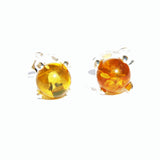 Honey Baltic Amber Stud Earrings